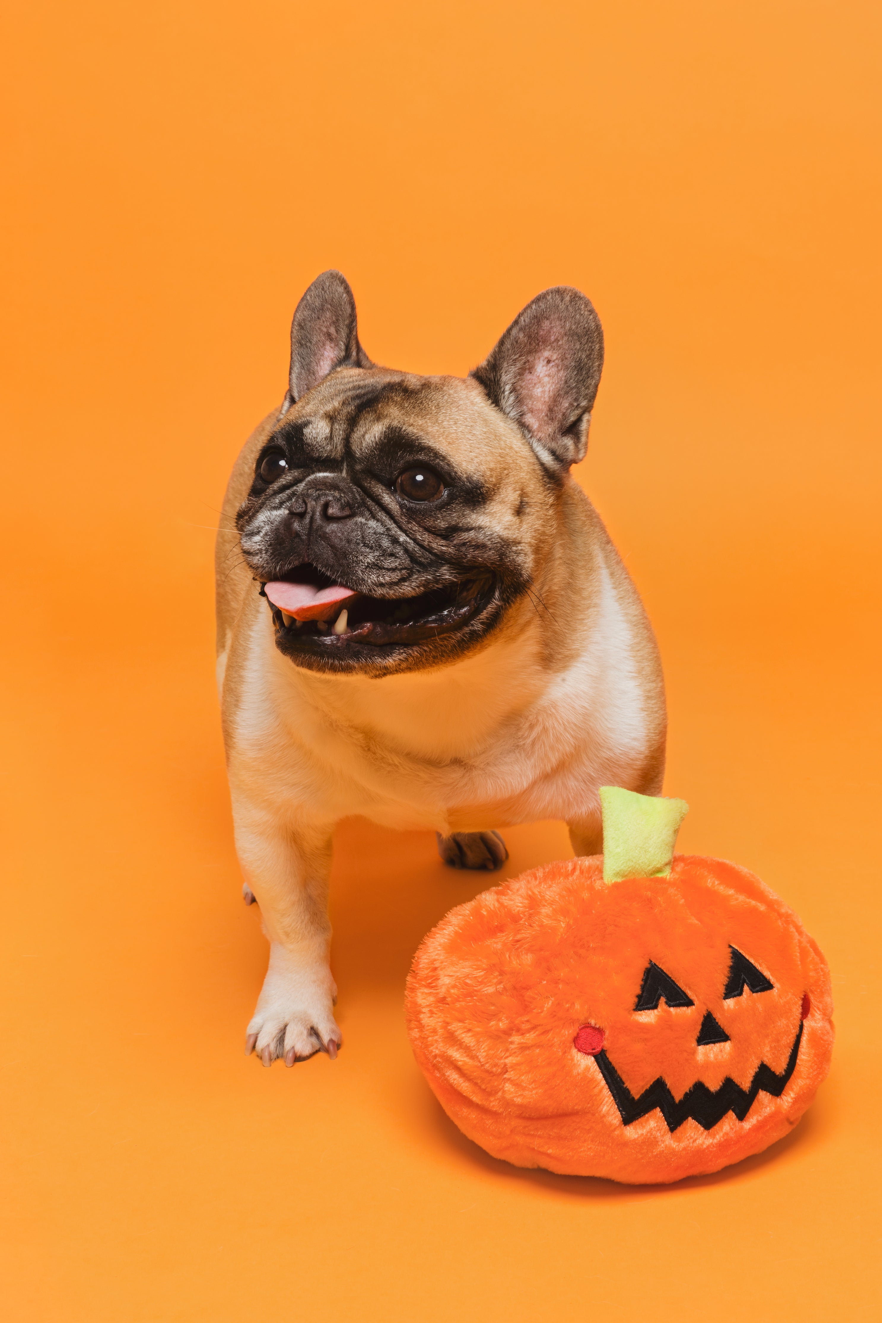 halloween dog